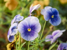 Blooming Viola Tricolor, Also Known As Wild Pansy, Johnny Jump Up, Heartsease, Heart's Delight, Tickle-my-fancy, Jack-jump-up-and-kiss-me, Come-and-cuddle-me And Pink Of My John.