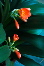 Close View Of Clivia Miniata Plant With Flowers And Buds