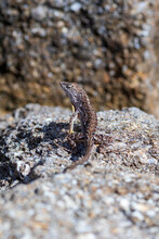 Brown Anole Anolis Sagrei Lizard On Rocks