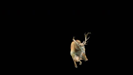 Wall Mural - deer dancing cg fur 3d rendering animal realistic cgi vfx animation loop composition 3d mapping cart