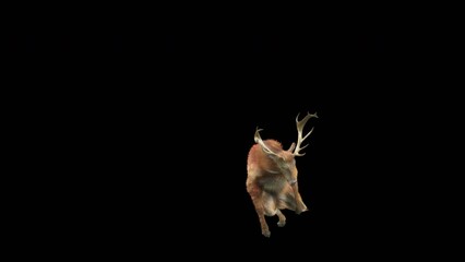 Wall Mural - deer dancing cg fur 3d rendering animal realistic cgi vfx animation loop composition 3d mapping cart
