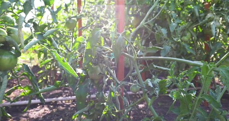 Wall Mural - Horticulture, Market Gardening and Vegetable Growing on the Farm. Agriculture. Cultivation Organic Vegetables on the Garden Beds. Harvest Tomato in Slow motion. Tomato - Healthy Nutrition. 