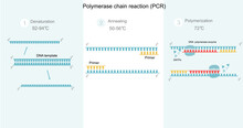 The Polymerase Chain Reaction (PCR) Step To DNA Detection That Including Denaturation,Annealing And Polymerization. A Picture Represents Important Molecules And Other Conditions Of The PCR Reaction.  