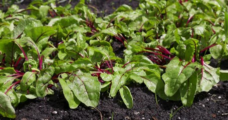 Wall Mural - Horticulture, Market Gardening and Vegetable Growing on the Farm. Agriculture. Cultivation Organic Vegetables on the Garden Beds. Drip Irrigation Soil. Sprinkler Watering in Slow motion. Beet