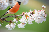 Fototapeta Kawa jest smaczna - Little bird sitting on branch of blossom cherry tree. The common bullfinch or eurasian bullfinch