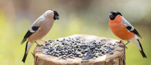 Little Birds Sitting On Wooden Stump With Sunflower Seeds. Male And Female Eurasian Bullfinch