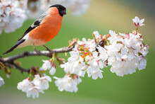 Little Bird Sitting On Branch Of Blossom Cherry Tree. The Common Bullfinch Or Eurasian Bullfinch