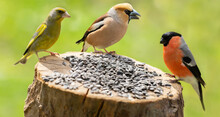Little Birds Sitting On Wooden Stump With Sunflower Seeds