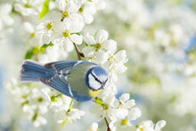 Little Bird Sitting On Branch Of Blossom Cherry Tree. The Blue Tit. Spring Time