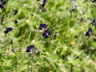 Sticker - Géranium noirâtre ou géranium livide (Geranium phaeum). Plante buissonnante aux petites fleurs inclinées, pétales recourbés pourpre grenat violacé, centre plus clair, longues étamines autour du pistil