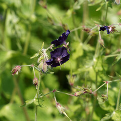 Poster - Geranium phaeum | Géranium noirâtre ou géranium brun aux grappes de petites fleurs inclinées, pétales recourbées violet brunâtre à mauve foncé  sur un feuillage vert lobé et duveteux