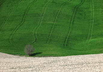 Wall Mural - Summer rural landscape of rolling hills, curved roads and cypresses of Tuscany, Italy