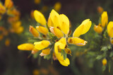 Fototapeta Tulipany - Yellow flowers