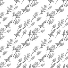 seamless pattern of Arugula leaves. Spicy and aromatic Italian seasoning