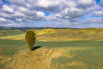 Canvas Print - Lonely Cypress tree