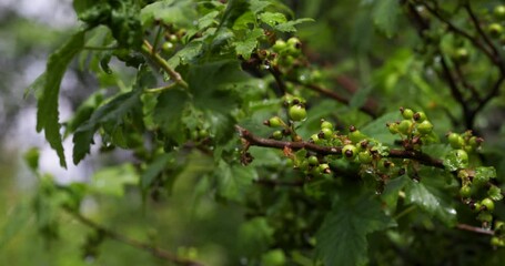 Wall Mural - Horticulture, Market Gardening and Vegetable Growing on the Farm. Agriculture. Cultivation Organic Berries on the Garden Beds. Drip Irrigation Soil. Sprinkler Watering in Slow motion. Currant Bush