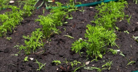 Wall Mural - Horticulture, Market Gardening and Vegetable Growing on the Farm. Agriculture. Cultivation Organic Vegetables on the Garden Beds. Drip Irrigation Soil. Sprinkler Watering in Slow motion. Carrot