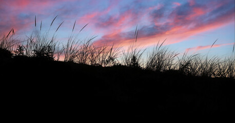 Canvas Print - Beach Grass Sunset at the Cape Cod National Seashore