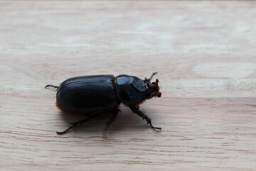 Coconut rhinoceros beetle isolated on wooden background closeup.