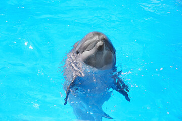 Wall Mural - Dolphin swimming in pool at marine mammal park