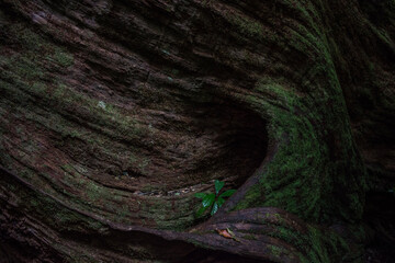 Weathered Trunk of an Ancient Stockwellia Tree in the Atherton Tablelands (Queensland, Australia).