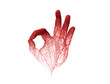 3d hand red blood veins, aorta and capillary knit tangled with hand symbol form ok on white background. Used in medical anatomy disease or blood donation. artery with clipping path. 3D Illustration.
