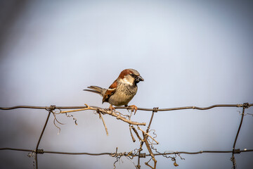 Canvas Print - The house sparrow (Passer domesticus) sitting on a fence