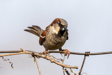 The House Sparrow (Passer Domesticus) Sitting On A Fence