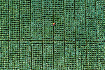 Cabbage farmers tend to their enormous patch as they prepare the vegetables for picking.