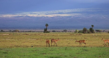 Wall Mural - Antelopes eat grass in the marshes of Amboseli