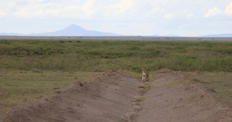 Wall Mural - A lioness is resting in the savannah