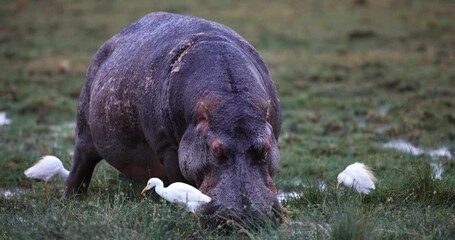 Canvas Print - a hippopotamus eats grass in the swamps