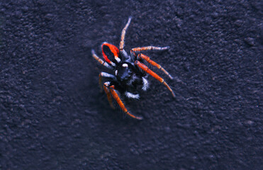 Poster - A hairy red spider on a black background