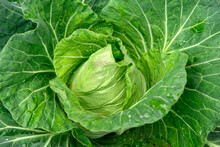 Close Up  young Cabbage Head