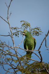 Yellow-crowned Amazon - Amazona ochrocephala columbia.