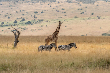 Wall Mural - Giraffe in front Amboseli national park Kenya masai mara.(Giraffa reticulata) sunset.