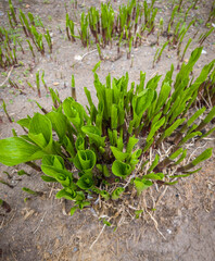 Wall Mural - Fresh green leaves at spring. Selective focus with shallow depth of field.