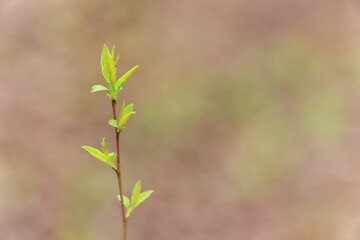 Wall Mural - spring branches shoots leaves seasonal background