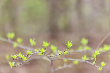 Wall Mural - spring branches shoots leaves seasonal background