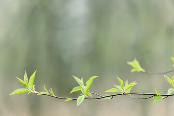 Wall Mural - spring branches shoots leaves seasonal background