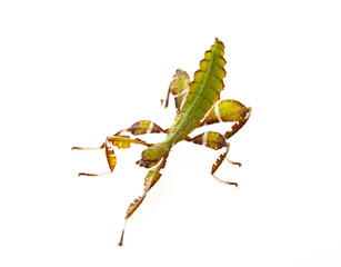 Canvas Print -  stick insect in studio