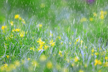 Wall Mural - spring wild flowers rain drops abstract background
