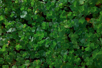 st. patrick's green background grass leaves ireland spring