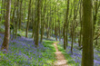 Amazing views as the Bluebells and Wild Garlic bloom in Bothal Woods, Morpeth, Northumberland
