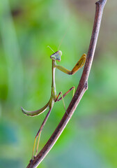 Wall Mural - a mantis on a green bush. close-up.
