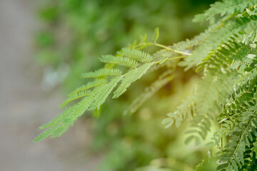 Wall Mural - close up of fern leaf with sunlight