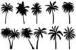 © zolotons - palm trees set silhouette, on white background, isolated, vector