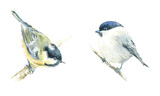 Fototapeta  - Tit on a branch. Pattern with bird. Watercolor hand drawn illustration