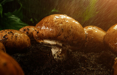 Rain drips on brown champignons in the forest.