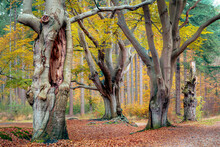 Three Big Mystical Ancient Beech Trees